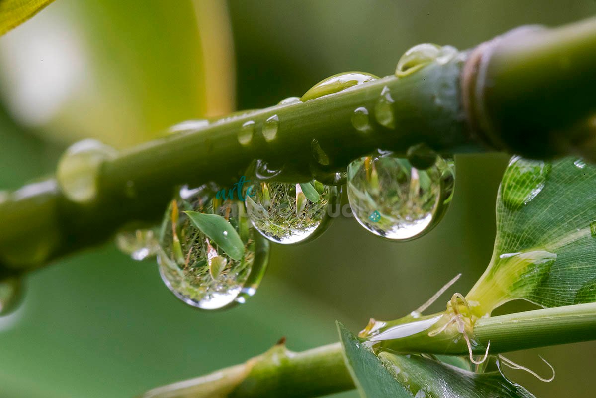 Big Close-Up to Water Drops, with reflexion of a Secret World. Amatlán, Morelos, Mexico