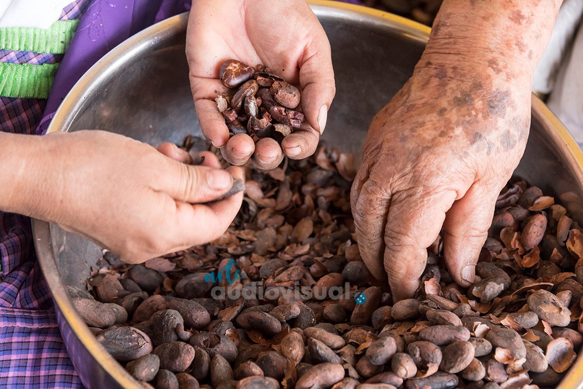 Two Ladies choosing the best chocolate seeds at El Tule, Oaxaca, Mexico