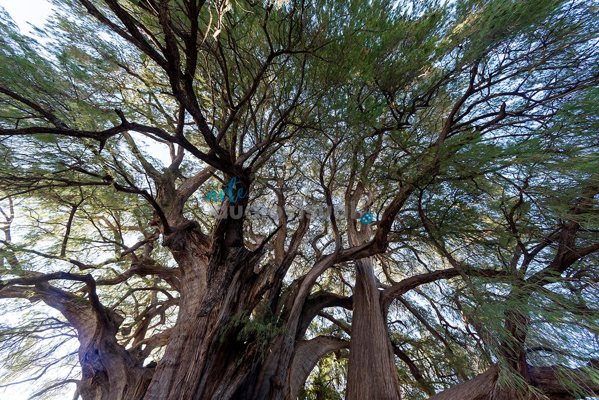 Scenes at El Tule and Santa María de la Asunción Temple: The Largest Tree in the  World Oaxaca, Mexico