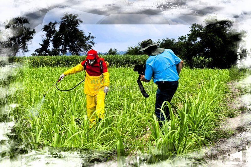 SIFATEC: TORBELLINO en cultivo de caña - 26 de agosto de 2010, Axochiapan, Morelos